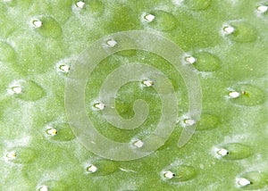 Green cactus surface