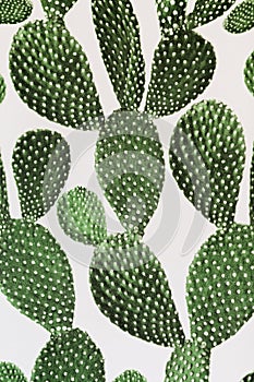 Green cactus surface. Use for texture or background