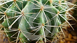 Green cactus thorn close-up