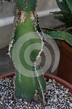 Green cactus in ton pot