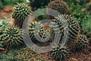 Green cactus with torns front view