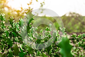 Green cactus tree. Desert plant. Cacti succulent plants. Prickly cactus with sunlight. Sharp thorn on cactus tree. Stem succulent