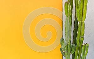 Green cactus trees against cement wall with yellow color painted wall background, copy space