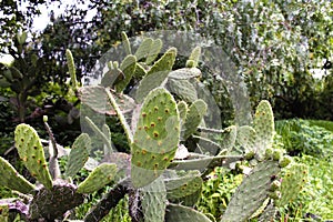 Green cactus and tunas growing in summer