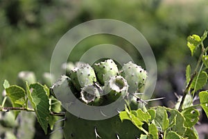 Green cactus and tunas growing in summer