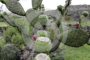 Green cactus and tunas growing in summer