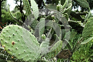 Green cactus and tunas growing in summer