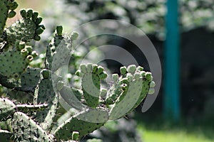 Green cactus and tunas growing in summer