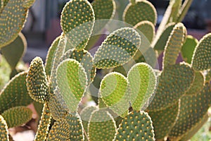 Green Cactus under sunlight