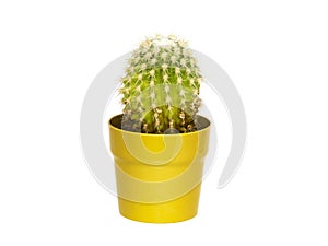 Green cactus on a white background