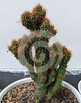 Green  cactus  white  pot