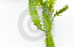 Green cactus on white wall