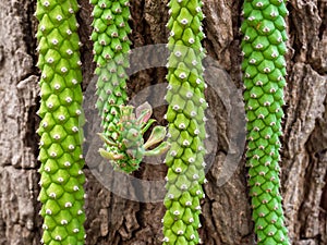 Green cactus on wood