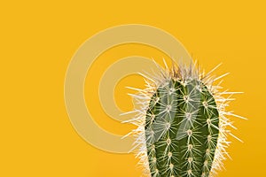 Green cactus on a yellow background