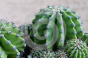 Green cactuses. Cacti with thorns, close-up