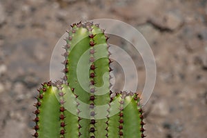 Green cactuses - composing - against rocky background