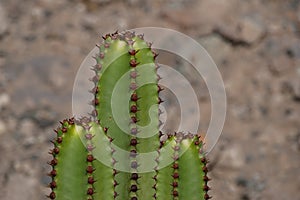 Green cactuses - composing - against rocky background photo