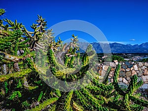 Green cactuses, typical mediterranean plants