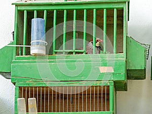 Green Cages For Domestic Birds With Pigeons Inside
