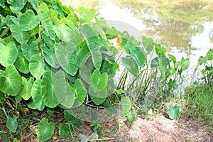 Green caladium elephant ear plant