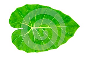 Green Caladium leaf,Elephant Ear