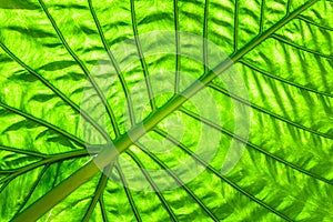 Green caladium leaf with lighting through at leaf