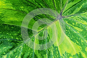 Green caladium leaf texture background. Fresh nature backdrop. Abstract pattern in nature