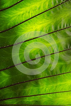 Green caladium leaf textures