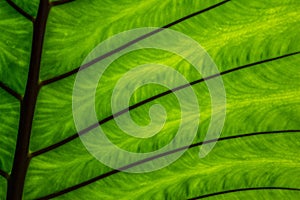 Green caladium leaf textures