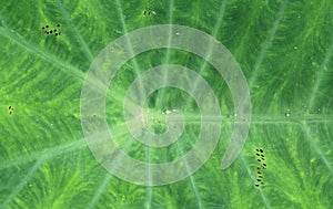 Green caladium leaf textures