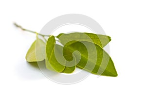 Green Calamondin or citrus microcarpa