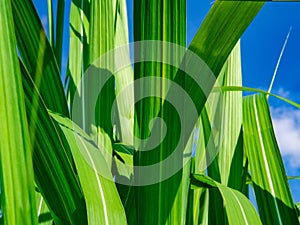 Green calamus leaves against the blue sky