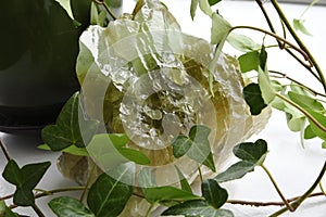 Green Calcite Healing Crystal Close Up