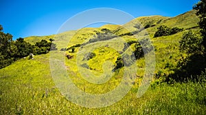 Green california hills and mountains in spring