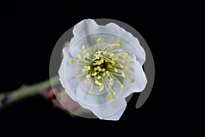 Green calyx plum flower closeup photo