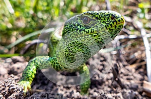 Zelená maskovací ještěrka při pohledu do objektivu fotoaparátu