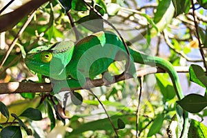 Green camouflaged chameleon photo