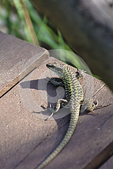 Green camouflaged lizard