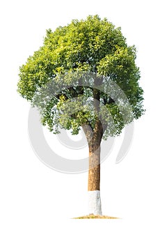 Green camphor tree