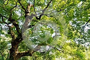 Green Camphor tree photo