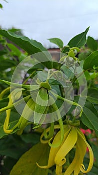 Green Cananga Flower at Garden