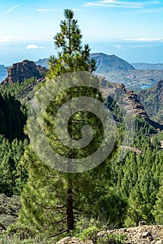 Green Canarian pine tree and Mountains landscape on Gran Canaria island, Canary, Spain