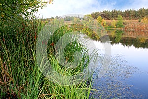 Green cane near river bank