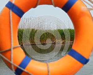 Green cane plant appears through lifebuoy in the river