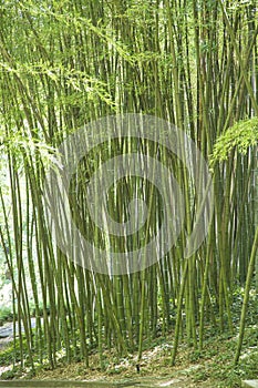 Green canes of giant bamboo in a garden