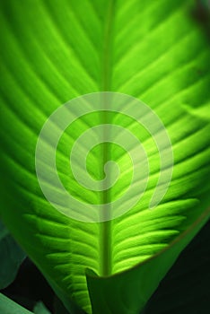 Green Canna Leaf With Veins (Macro)