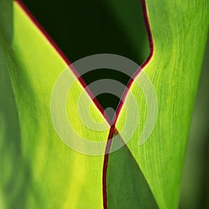 A green canna lily leaf