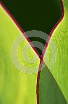 A green canna lily leaf
