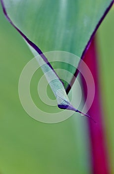 Green canna Lily leaf...