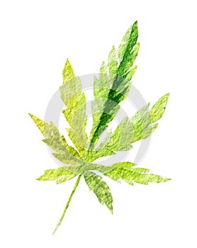 Green cannabis indica leaf painted in watercolor. Hand drawn marijuana illustration isolated on white background